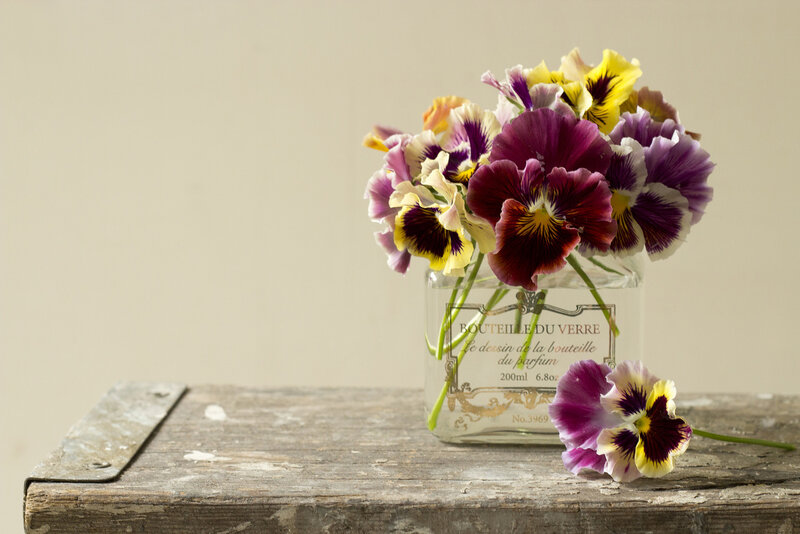 Pansy Flowers in a Vase — Purple, Calm