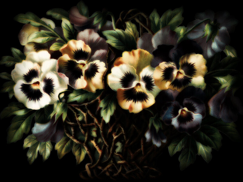 Pansy Flowers in Basket