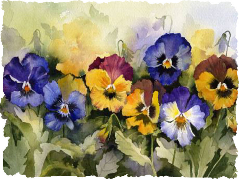 Pansy Flowers in Bloom — Blue, Calm
