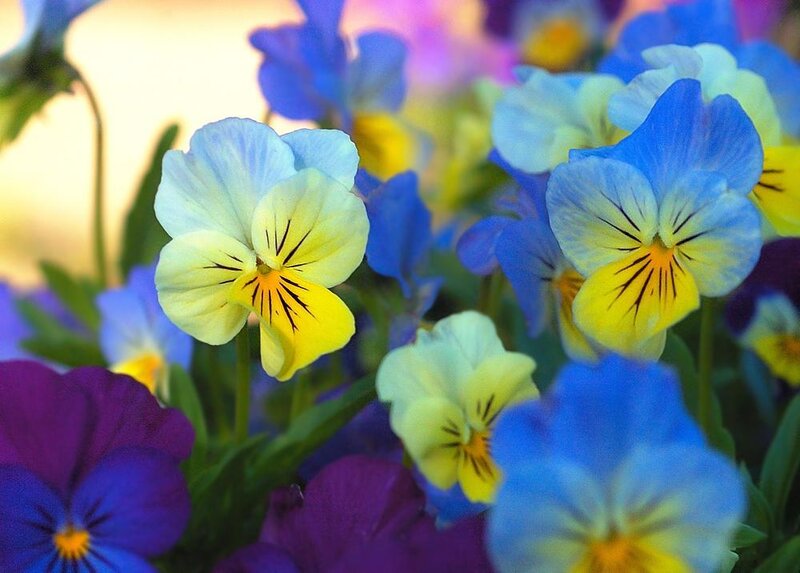 Pansy Flowers in Bloom — Blue