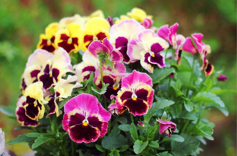 Pansy Flowers in Bloom — Pink, Vibrant