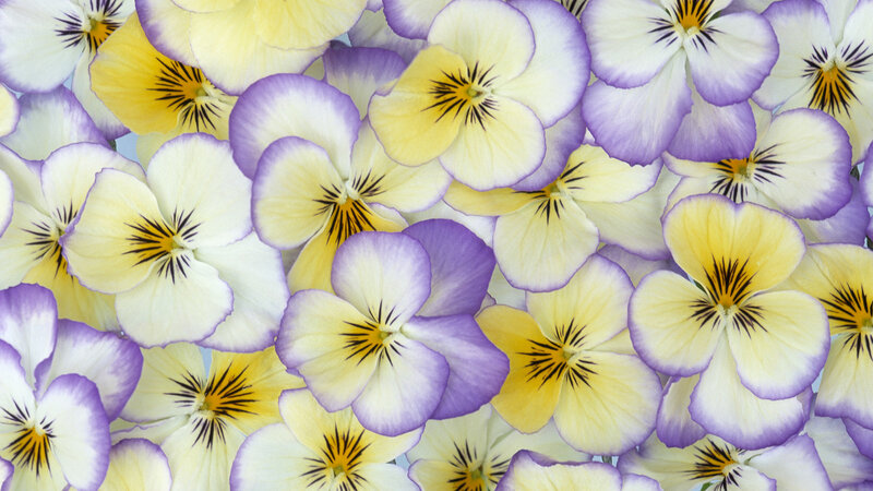 Pansy Flowers in Bloom — Purple, Calm