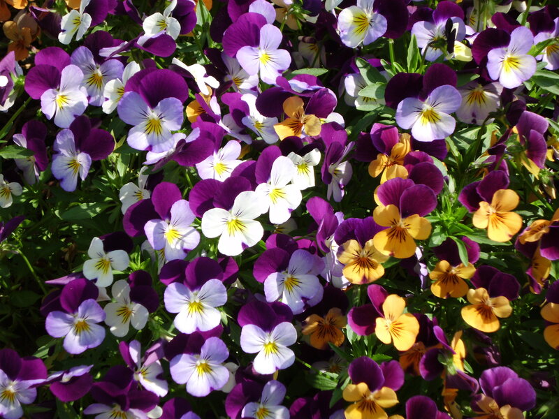 Pansy Flowers in Bloom — Purple