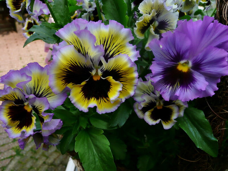 Pansy Flowers in Bloom — Purple, Vibrant, Afternoon