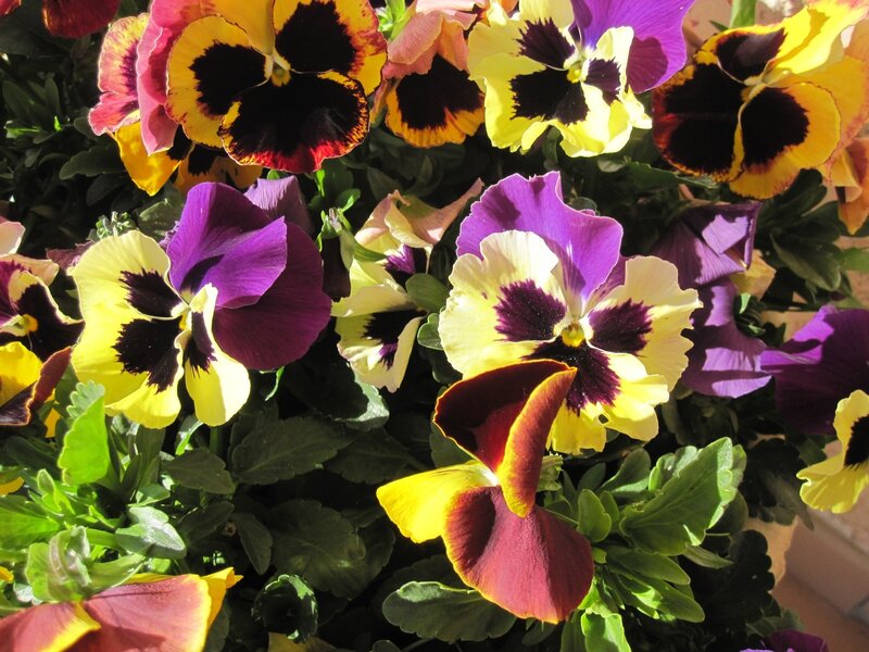 Pansy Flowers in Bloom — Purple, Vibrant