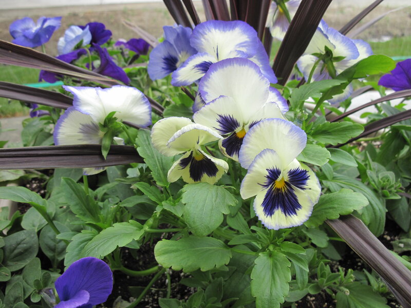 Pansy Flowers in Bloom — White