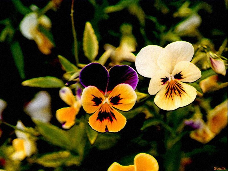 Pansy Flowers in Bloom — Yellow