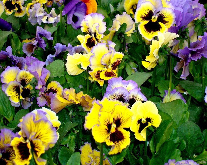 Pansy Flowers in Bloom — Yellow, Vibrant