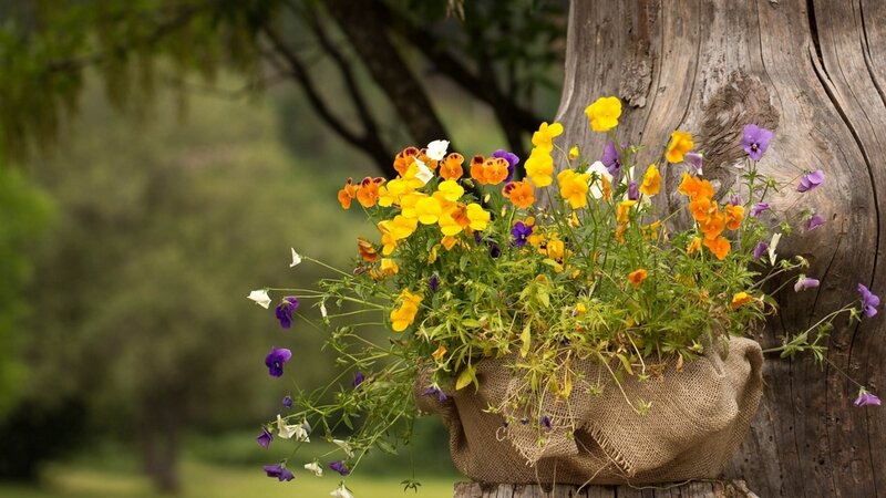 Pansy Flowers in Burlap
