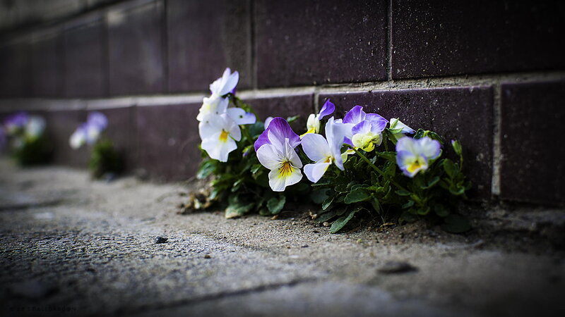Pansy Flowers in Crack