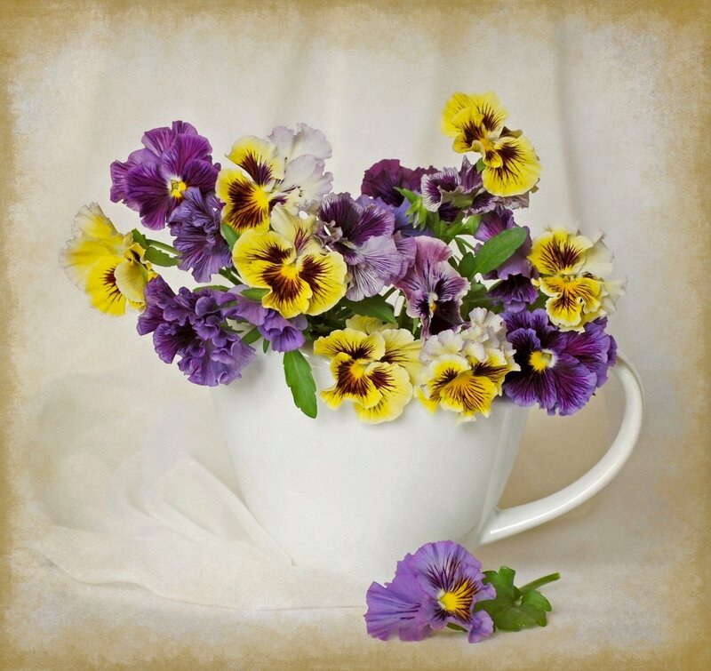 Pansy Flowers in Cup