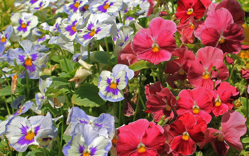 Pansy Flowers in Garden — Pink