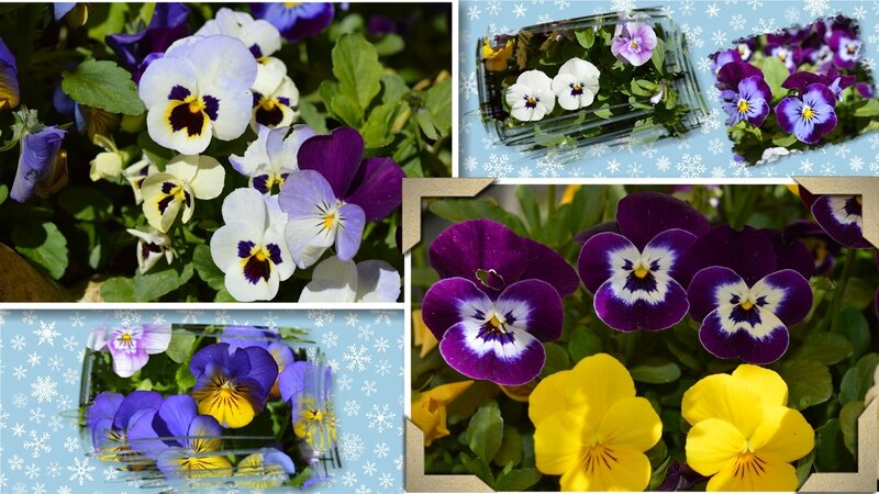 Pansy Flowers in Garden — Purple, Bright