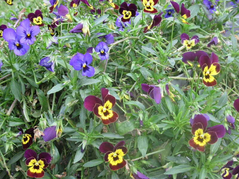 Pansy Flowers in Garden — Purple, Calm