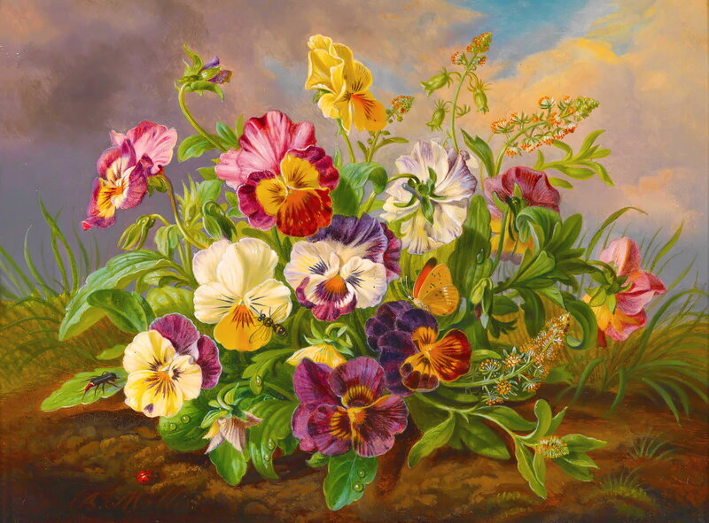 Pansy Flowers in Garden — Purple, Serene, Afternoon