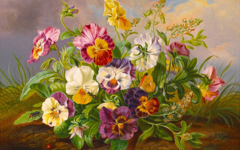 Pansy Flowers in Garden — Purple, Serene