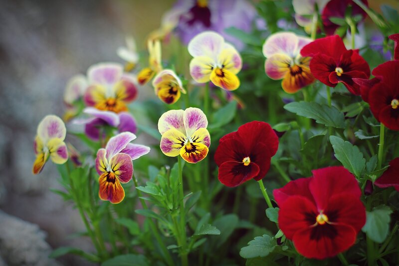 Pansy Flowers in Garden — Red, Serene