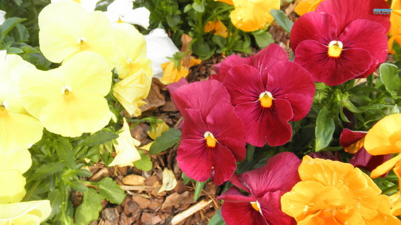 Pansy Flowers in Garden — Red