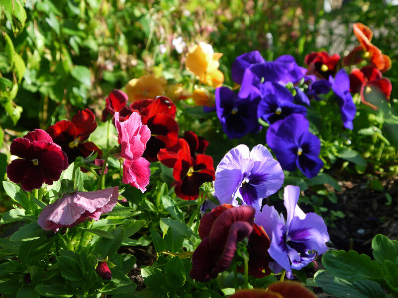 Pansy Flowers in Garden