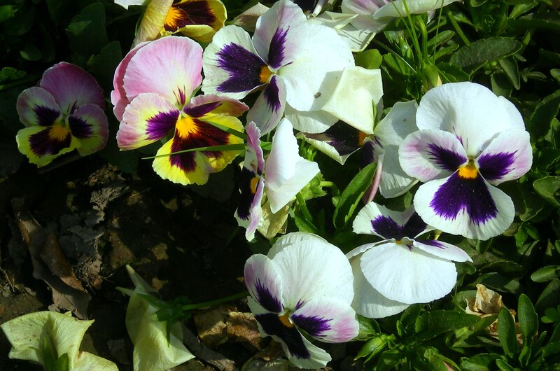 Pansy Flowers in Garden — White
