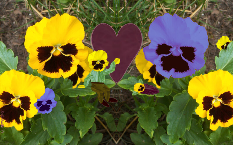 Pansy Flowers in Garden — Yellow, Calm