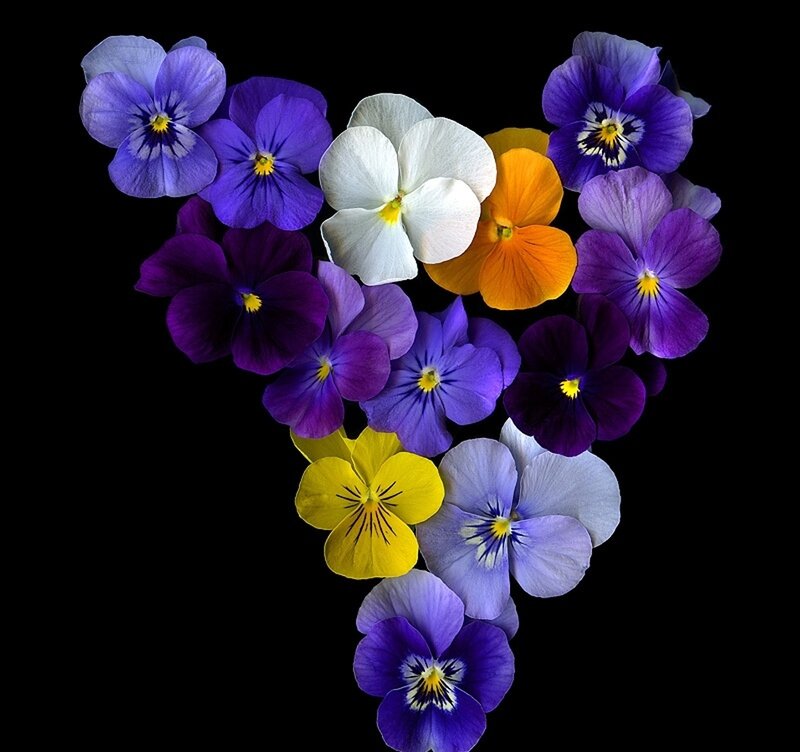 Pansy Flowers in Heart Shape