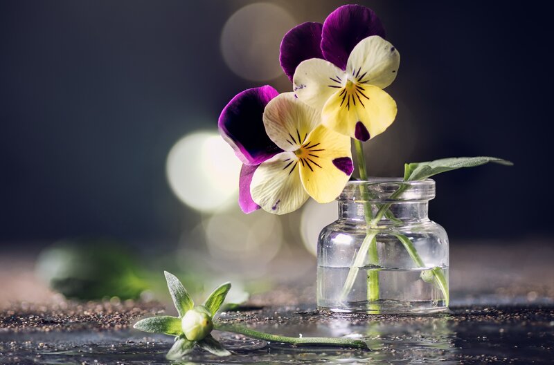 Pansy Flowers in Jar