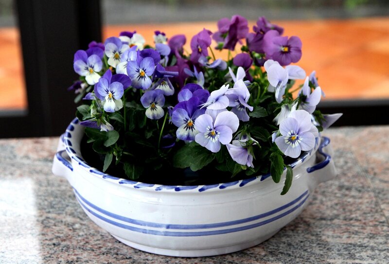 Pansy Flowers in Pot — Purple