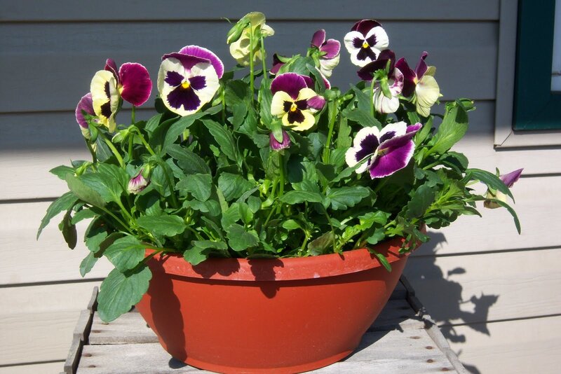 Pansy Flowers in Pot