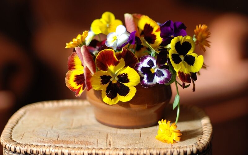 Pansy Flowers in Pot — Yellow, Calm, Afternoon, Photograph, Table, Flower