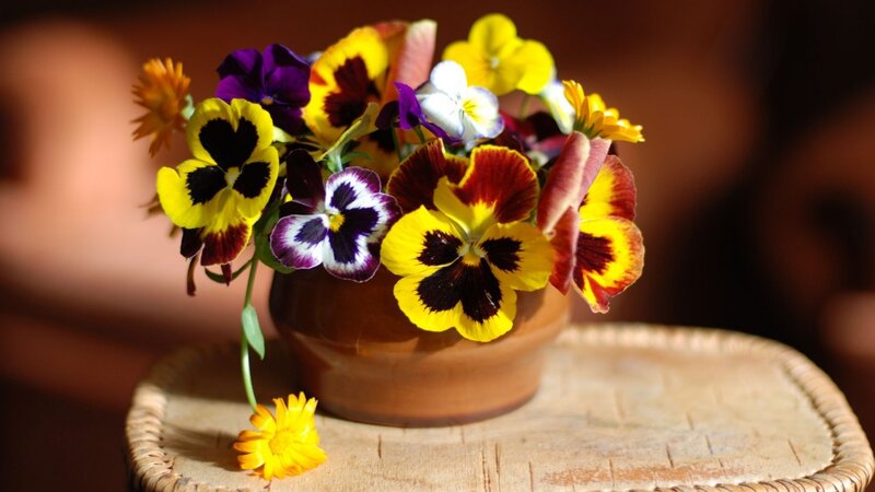 Pansy Flowers in Pot — Yellow, Calm, Afternoon, Photograph, Table