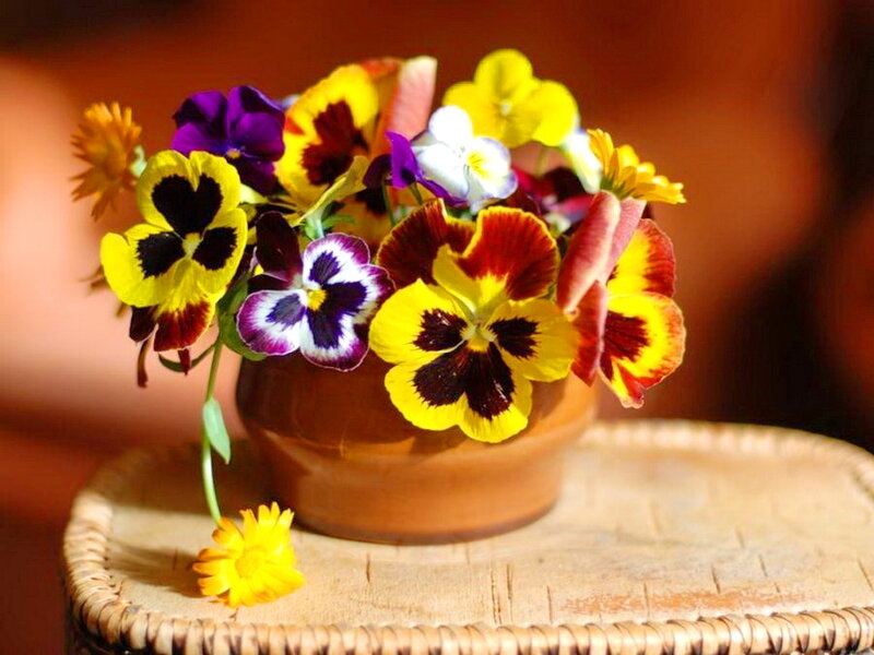 Pansy Flowers in Pot — Yellow, Calm, Afternoon