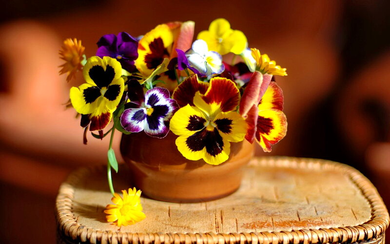 Pansy Flowers in Pot — Yellow, Calm