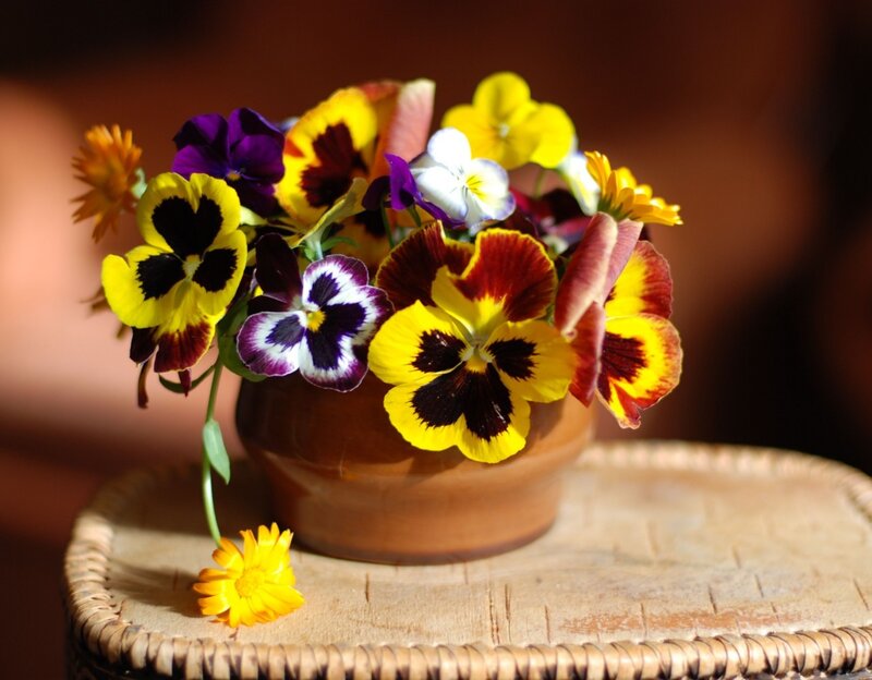 Pansy Flowers in Pot — Yellow
