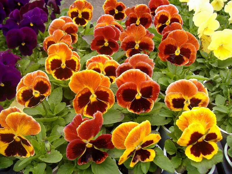 Pansy Flowers in Pots — Orange, Vibrant