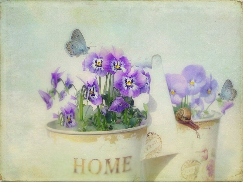 Pansy Flowers in Pots — Purple