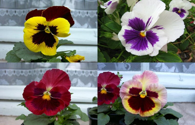 Pansy Flowers in Pots