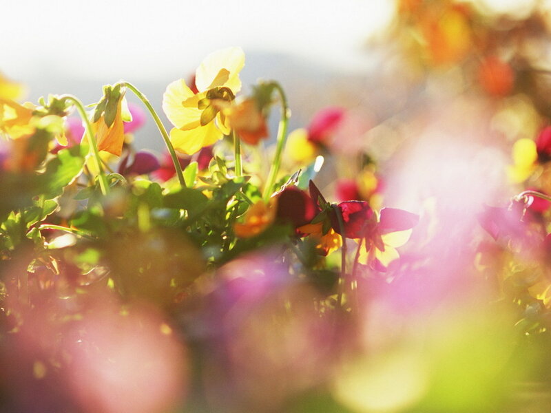 Pansy Flowers in Sunlight
