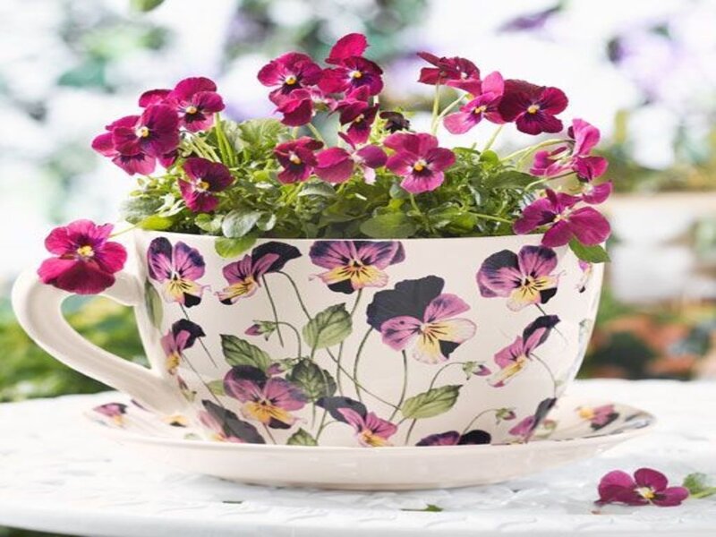 Pansy Flowers in Teacup