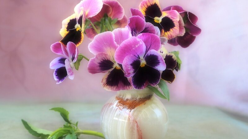 Pansy Flowers in Vase — Pink