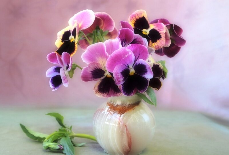 Pansy Flowers in Vase — Purple, Calm, Photograph, Green Leaves