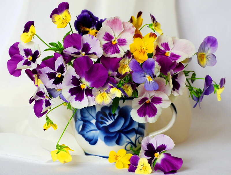 Pansy Flowers in Vase — Purple, Calm, Photograph