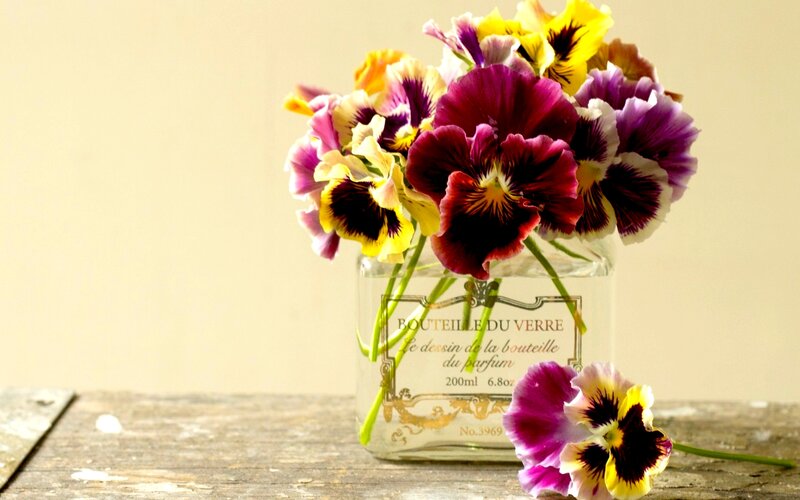 Pansy Flowers in Vase — Purple, Calm