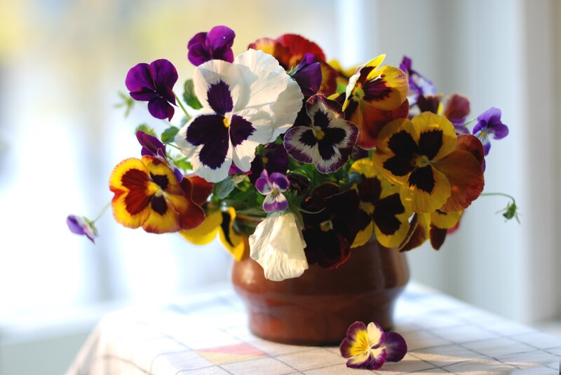 Pansy Flowers in Vase — Purple, Serene, Morning