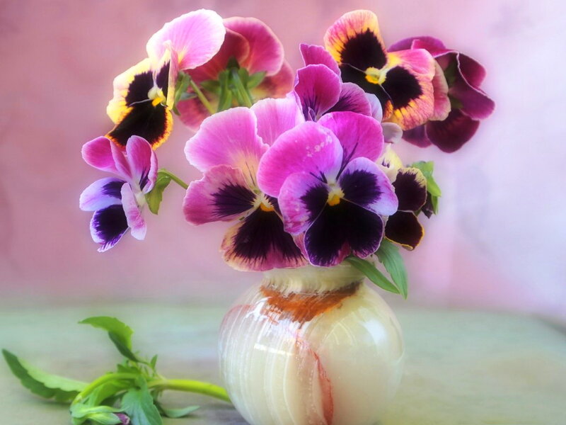 Pansy Flowers in Vase — Purple