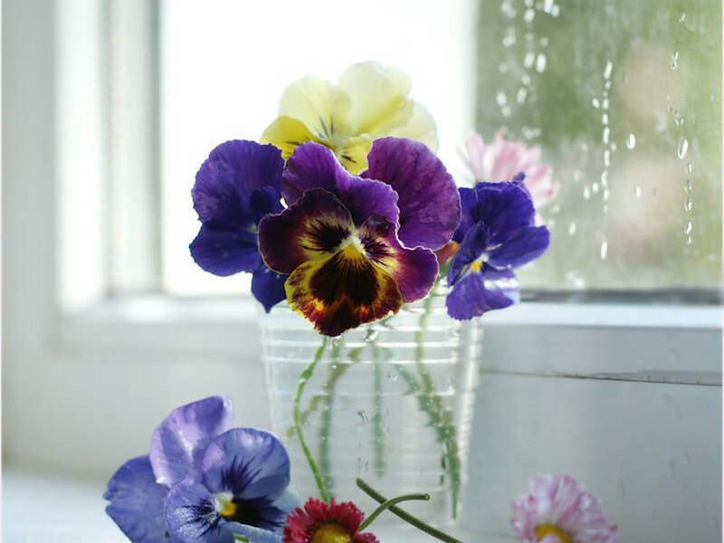 Pansy Flowers in Vase
