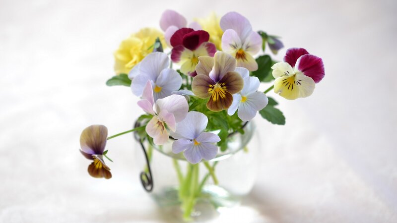 Pansy Flowers in Vase — White, Serene