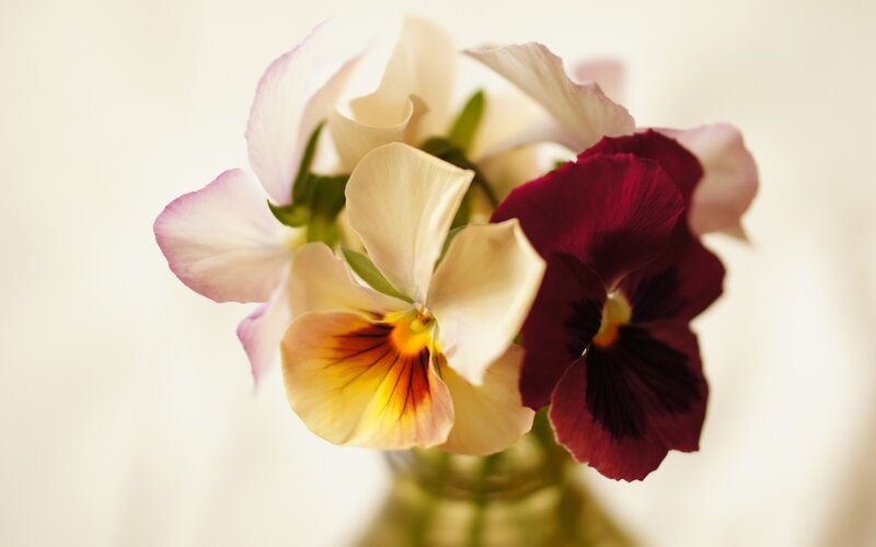 Pansy Flowers in Vase — White