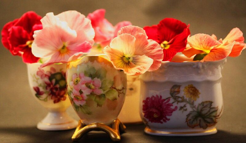 Pansy Flowers in Vases