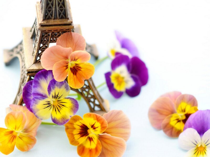 Pansy Flowers Near Eiffel Tower